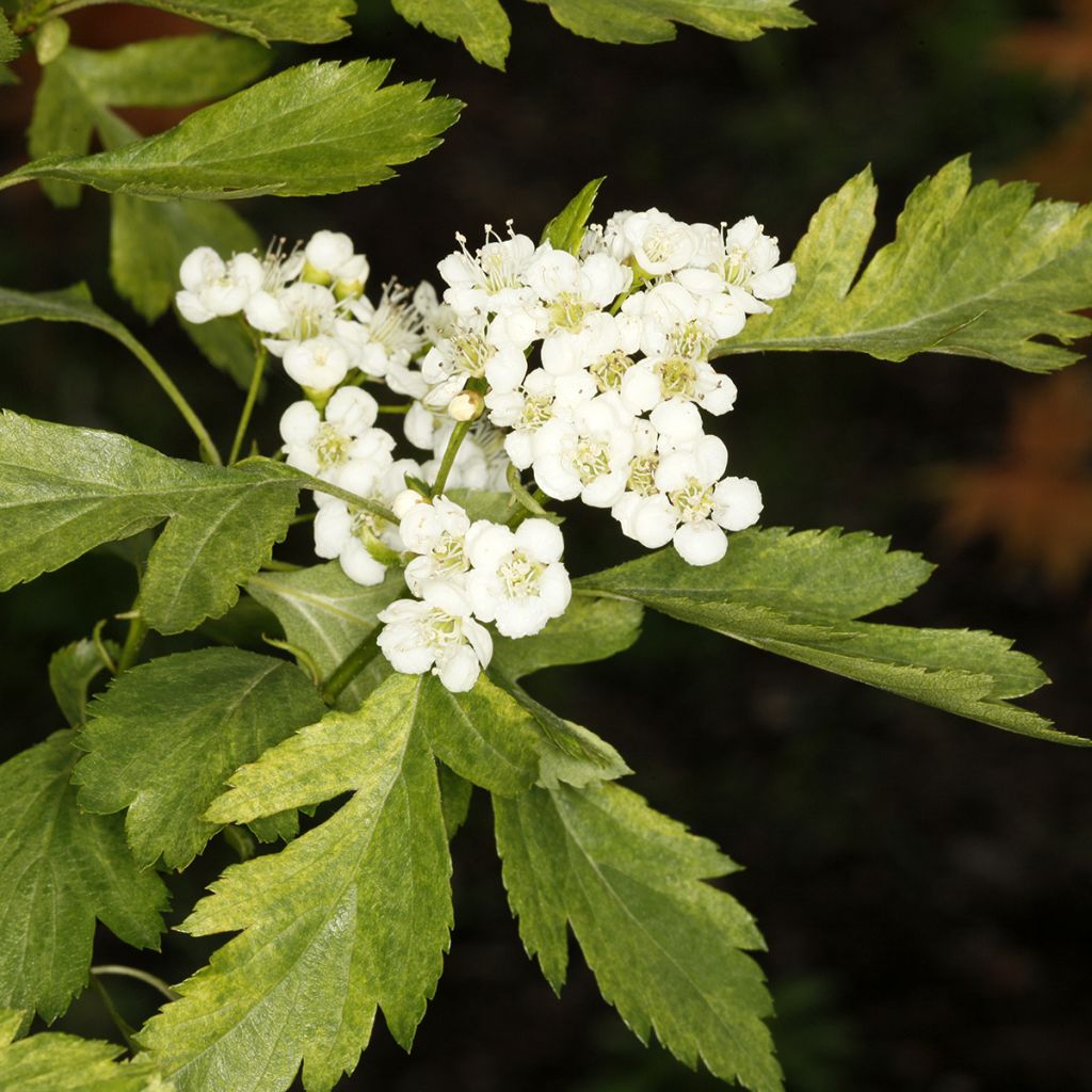 Idänorapihlaja Variegata