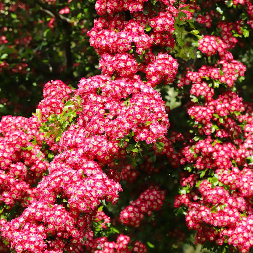 Pyöröorapihlaja Crimson Cloud