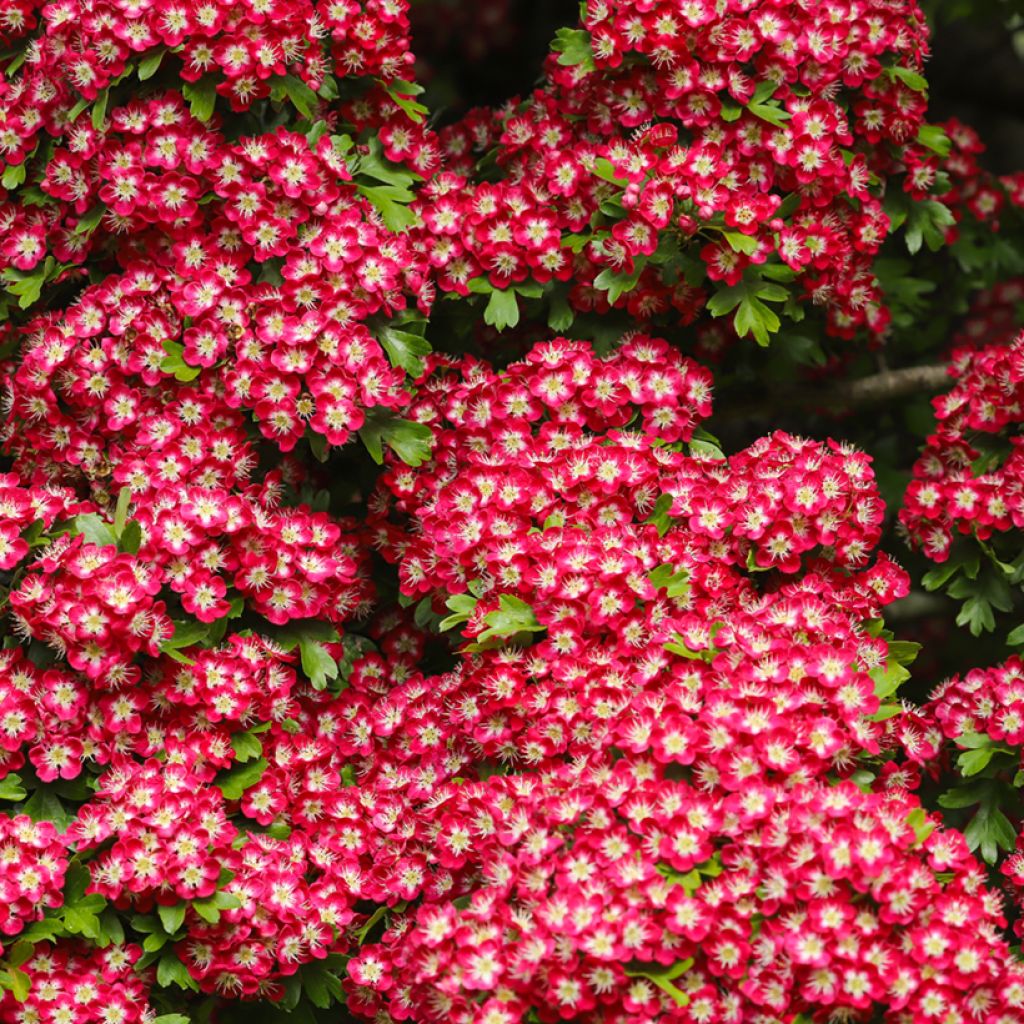 Pyöröorapihlaja Crimson Cloud