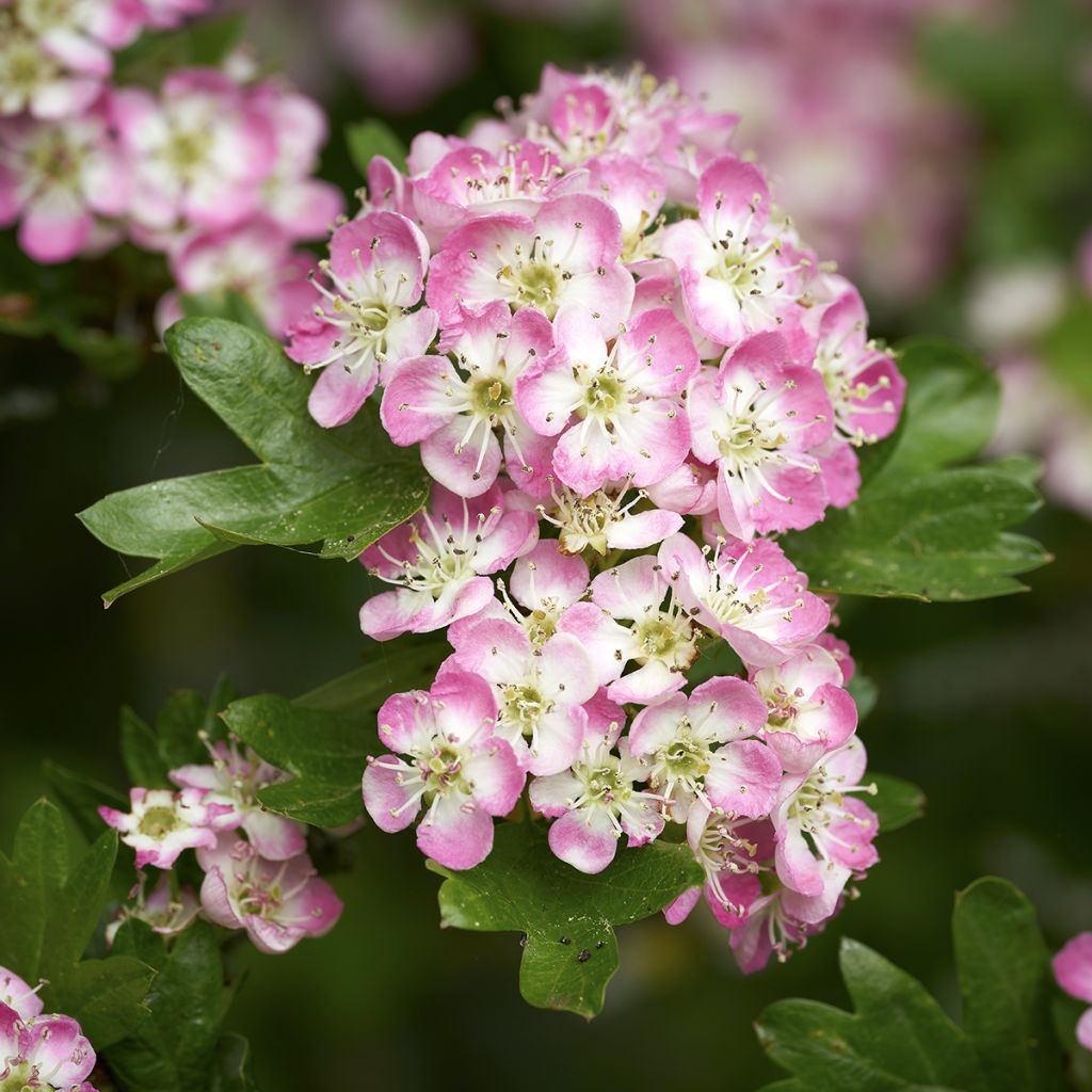 Hybridiorapihlaja Princesse Sturdza