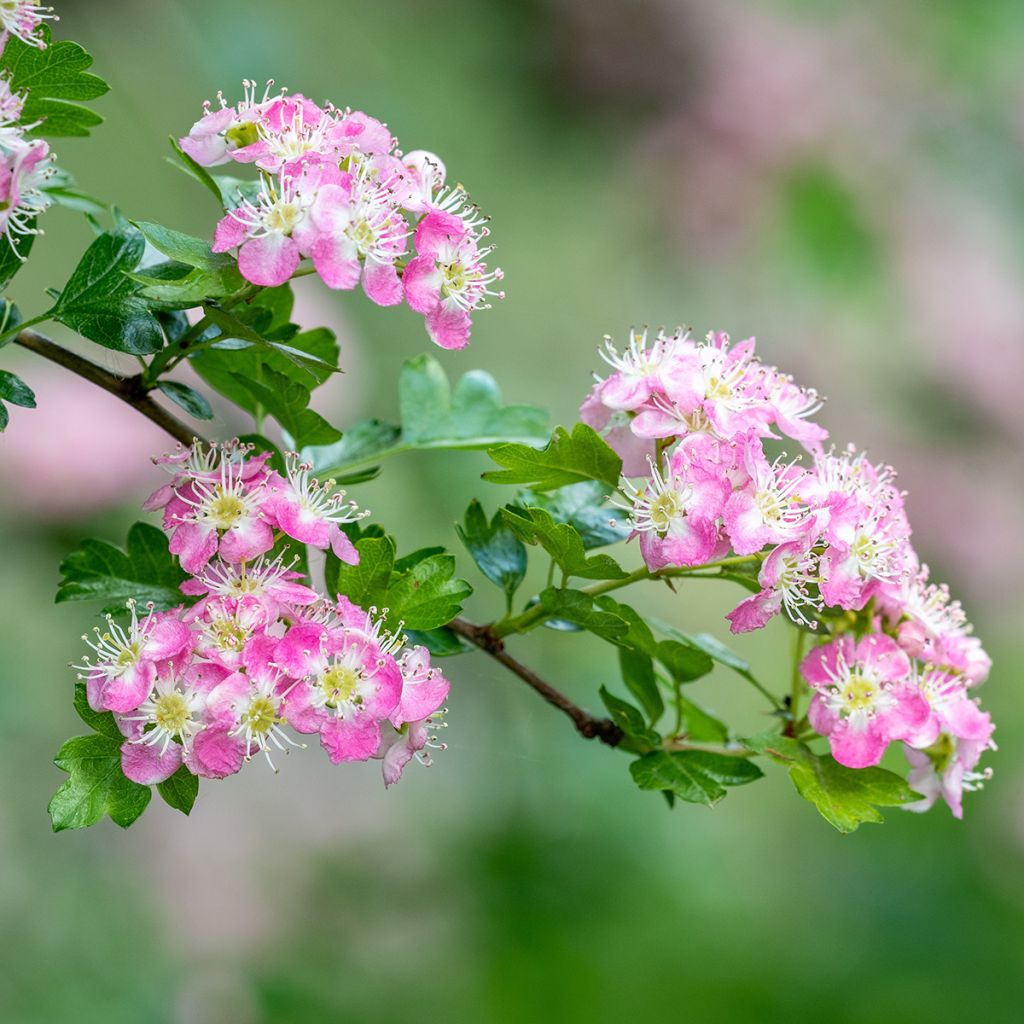 Hybridiorapihlaja Princesse Sturdza