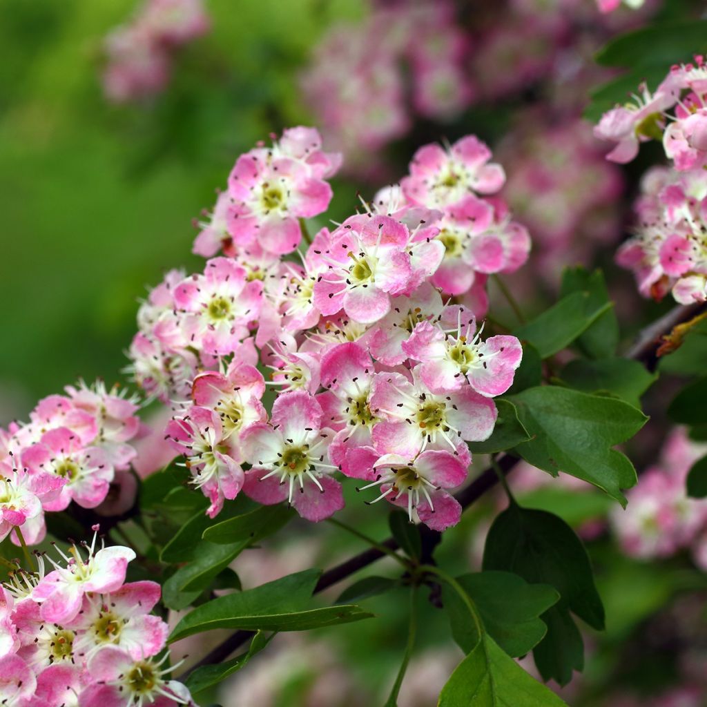 Hybridiorapihlaja Princesse Sturdza