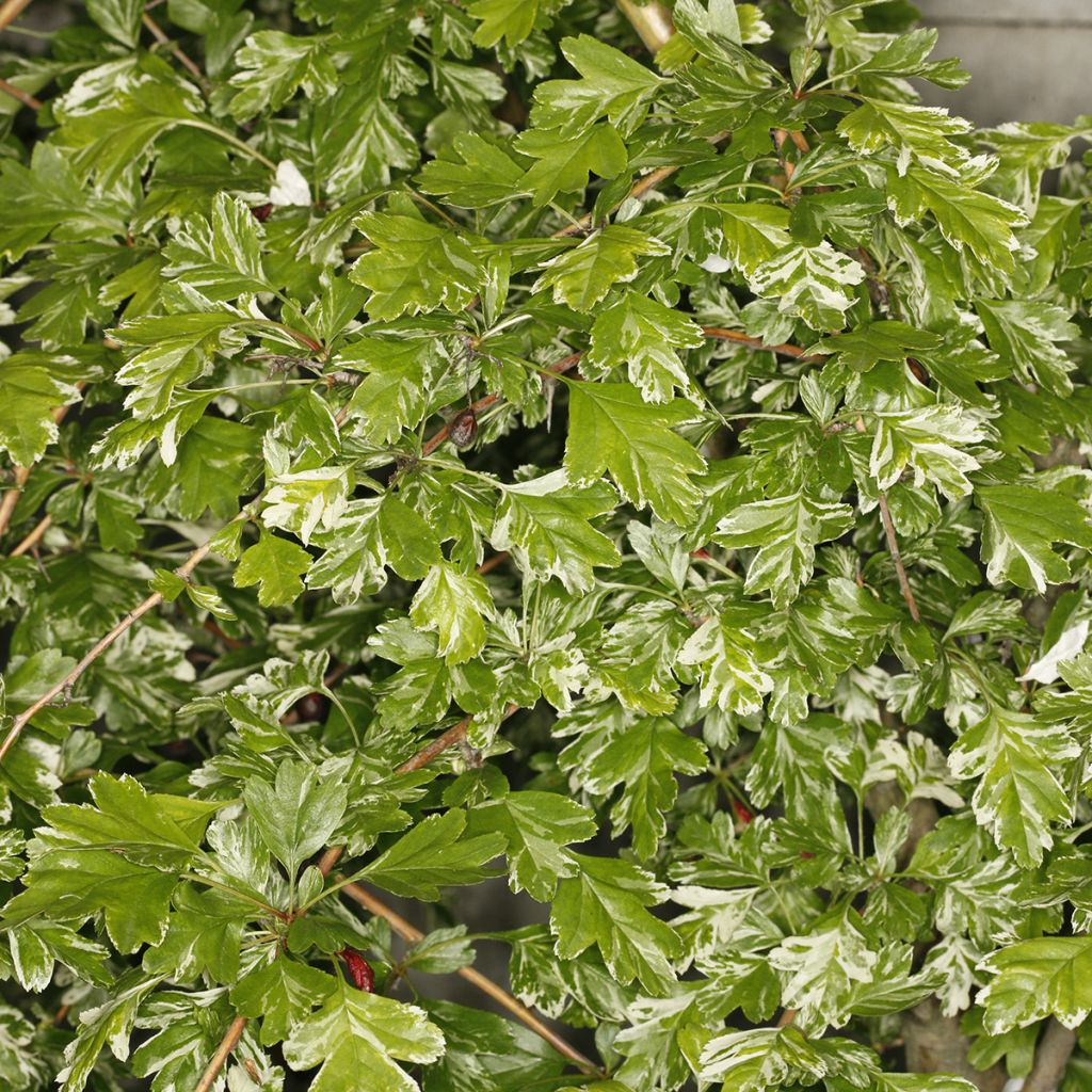 Tylppöorapihlaja Variegata