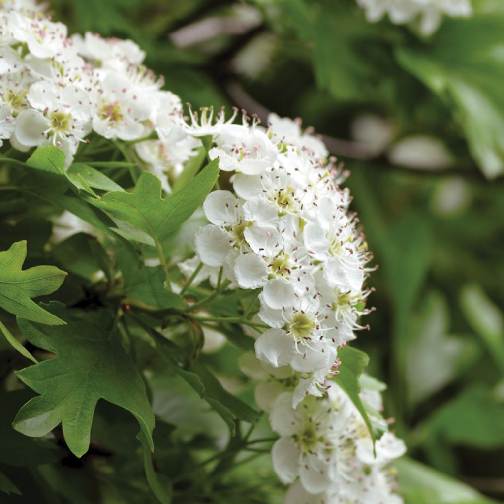 Tylppöorapihlaja - Crataegus monogyna