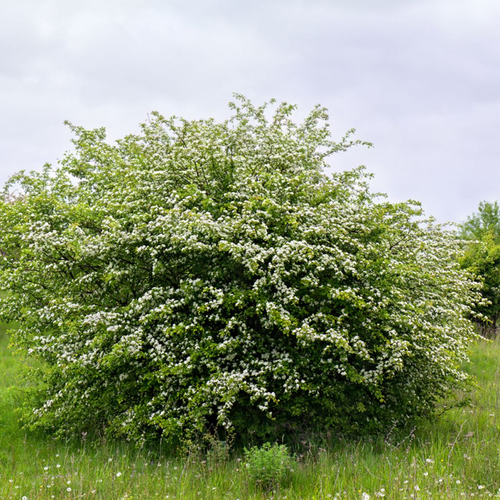 Tylppöorapihlaja - Crataegus monogyna