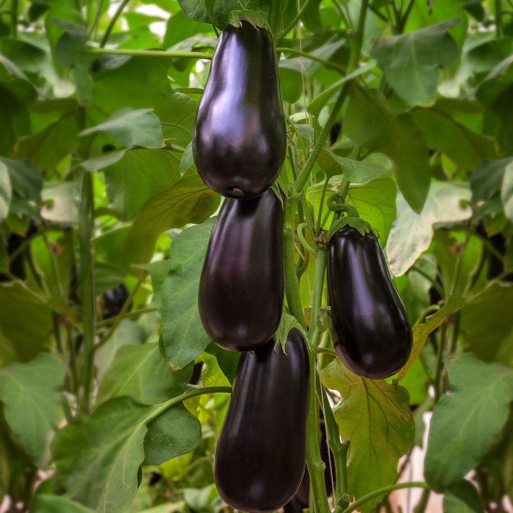 Munakoiso Black Beauty luomu - Ferme de Sainte Marthe