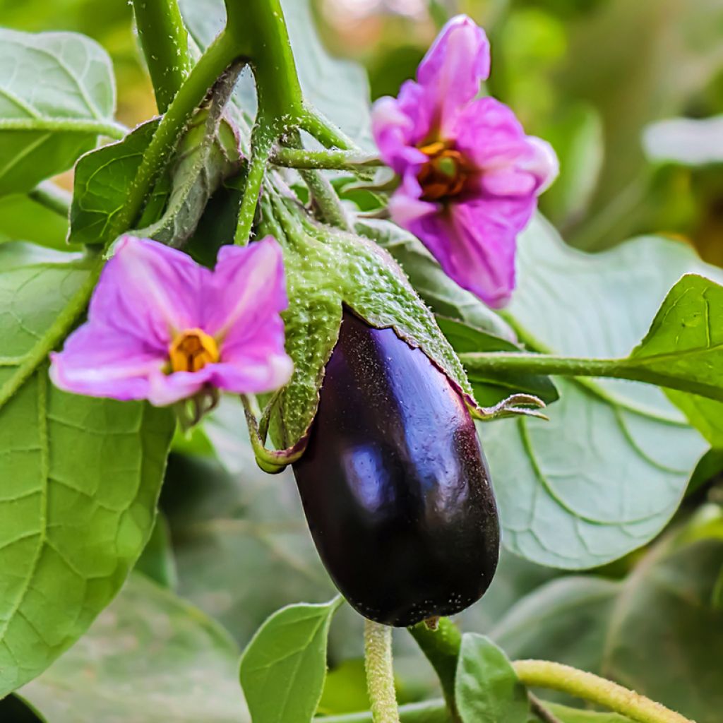 Munakoiso Black beauty