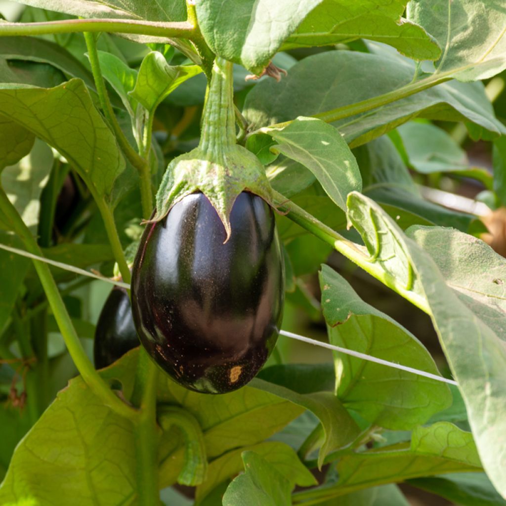 Munakoiso Ophelia F1
