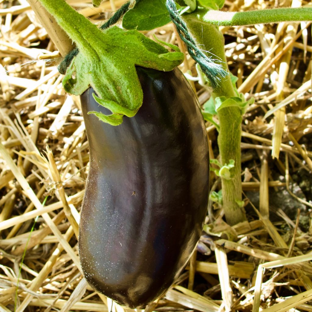 Munakoiso Orlando