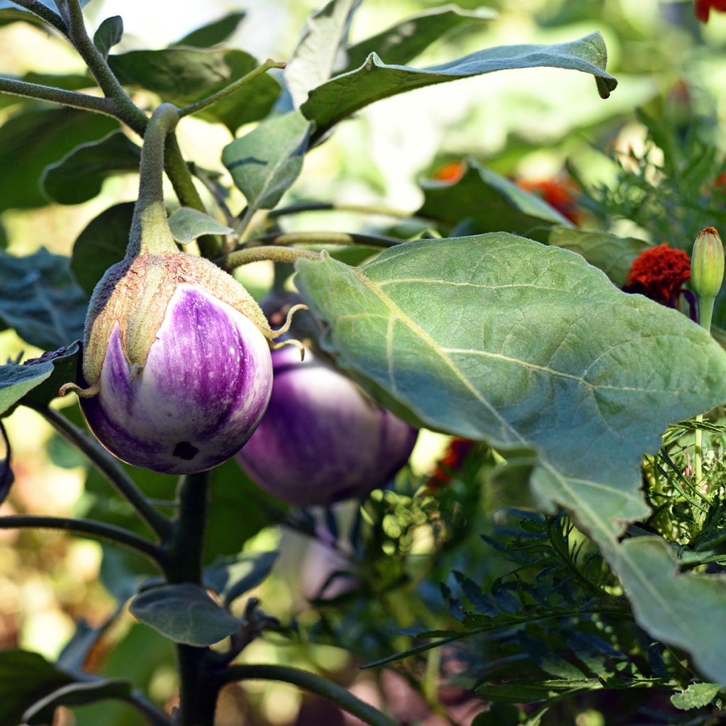 Munakoiso Rotonda Bianca Sfumata Di Rosa luomu - Ferme de Sainte Marthe