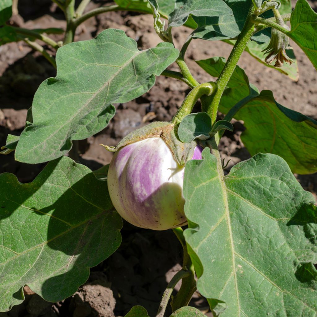 Munakoiso Rotonda Bianca di Sfumata