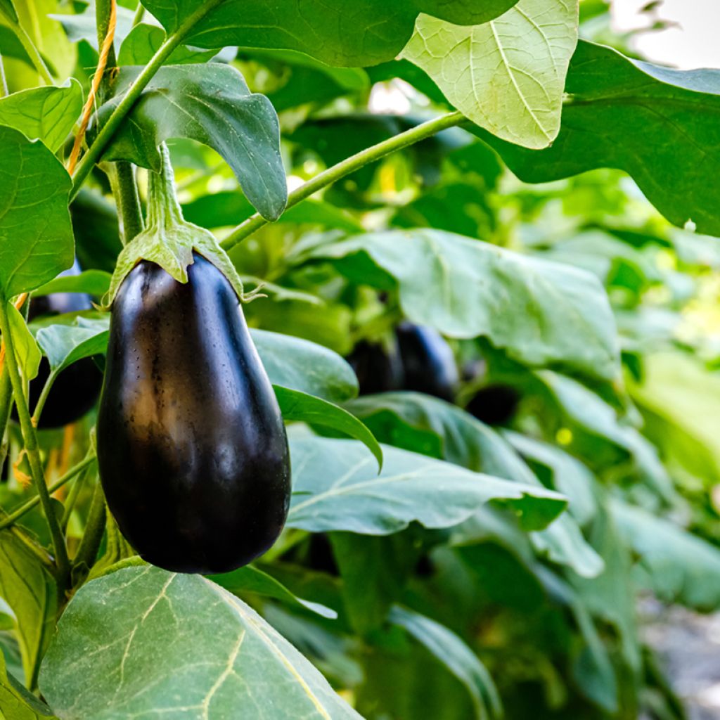 Munakoiso Sultane F1