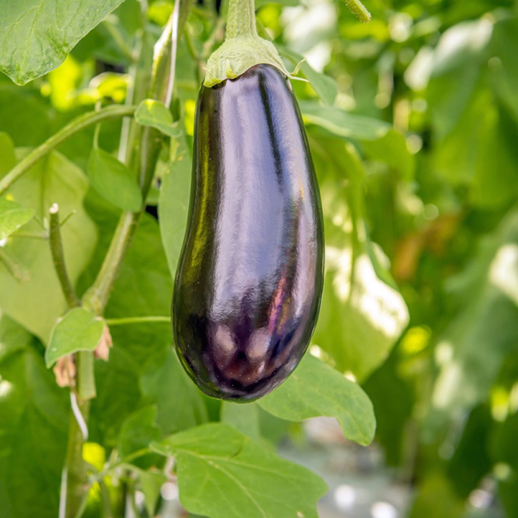 Munakoiso Sultane vartettu taimena