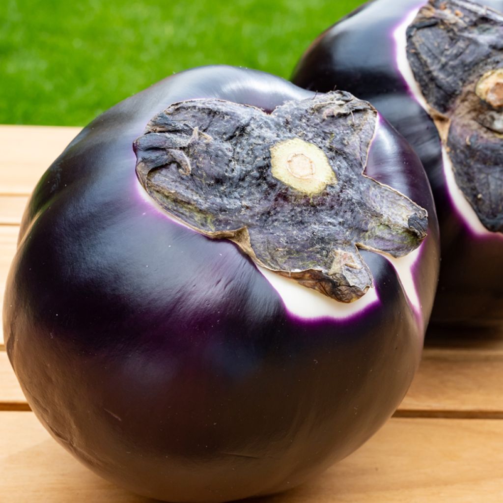 Munakoiso Violetta Di Firenze luomu - Ferme de Sainte Marthe