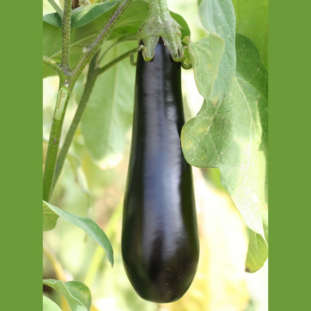 Munakoiso de Barbentane
