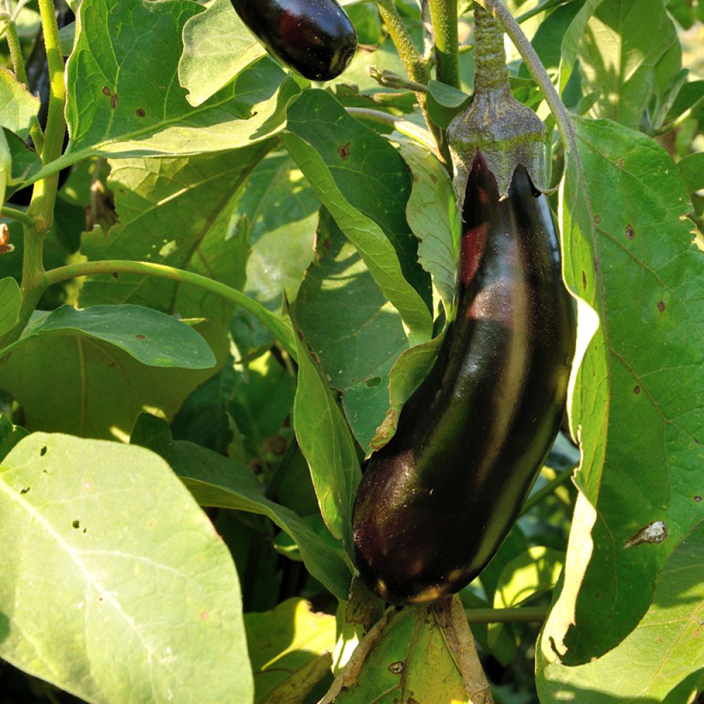 Munakoiso Barbentane - Vilmorin