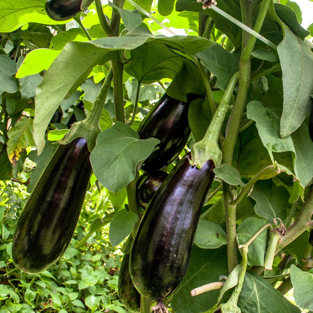 Munakoiso de Barbentane