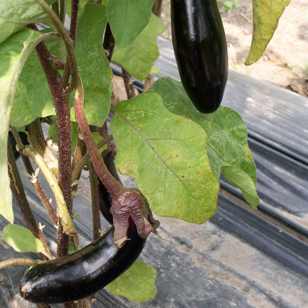 Munakoiso de Barbentane luomu