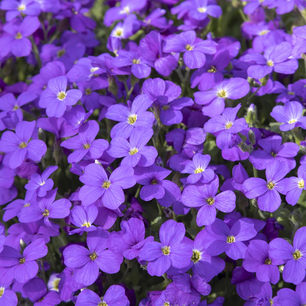 Ristikki Royal Blue