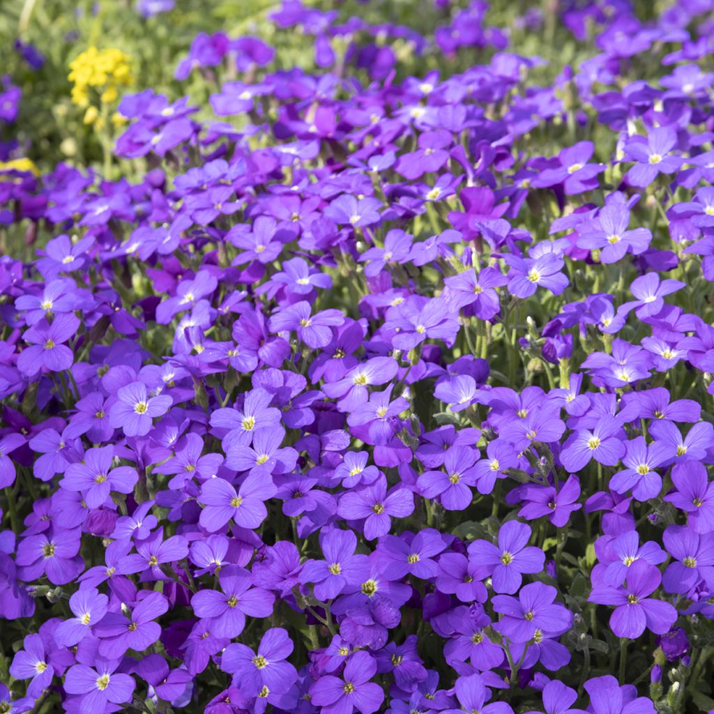 Ristikki Royal Blue