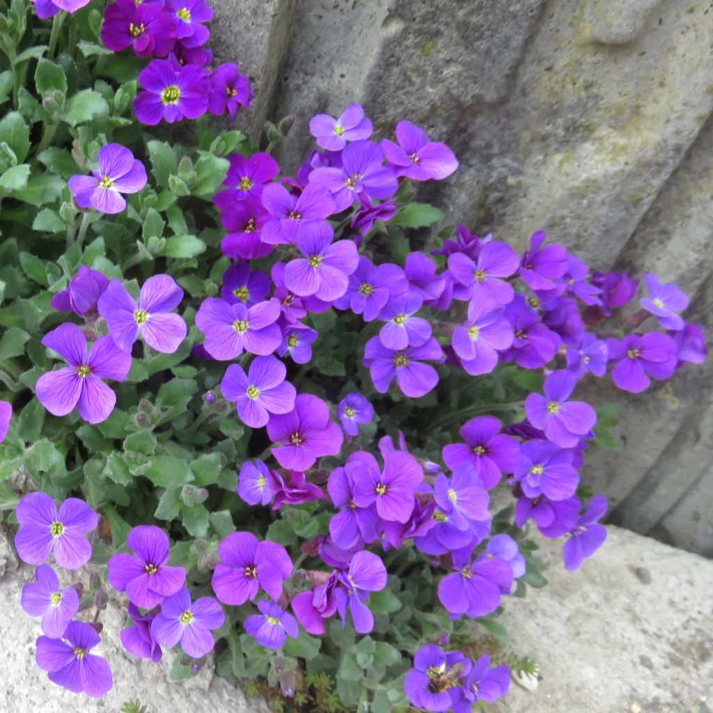 Tarharistikki Cascade Purple