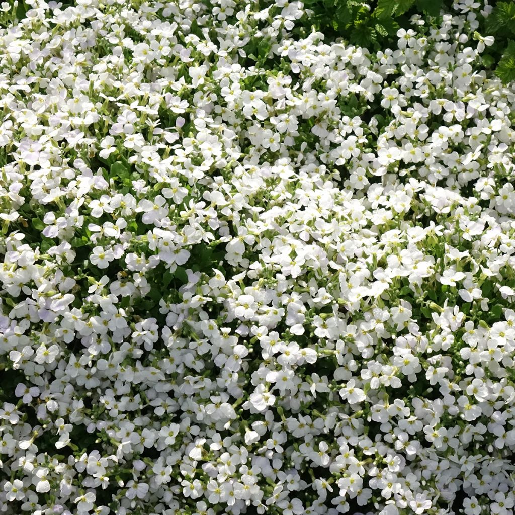 Ristikki Kitte White