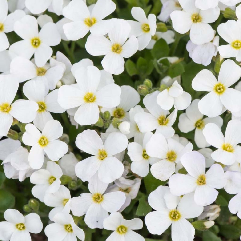 Ristikki Kitte White