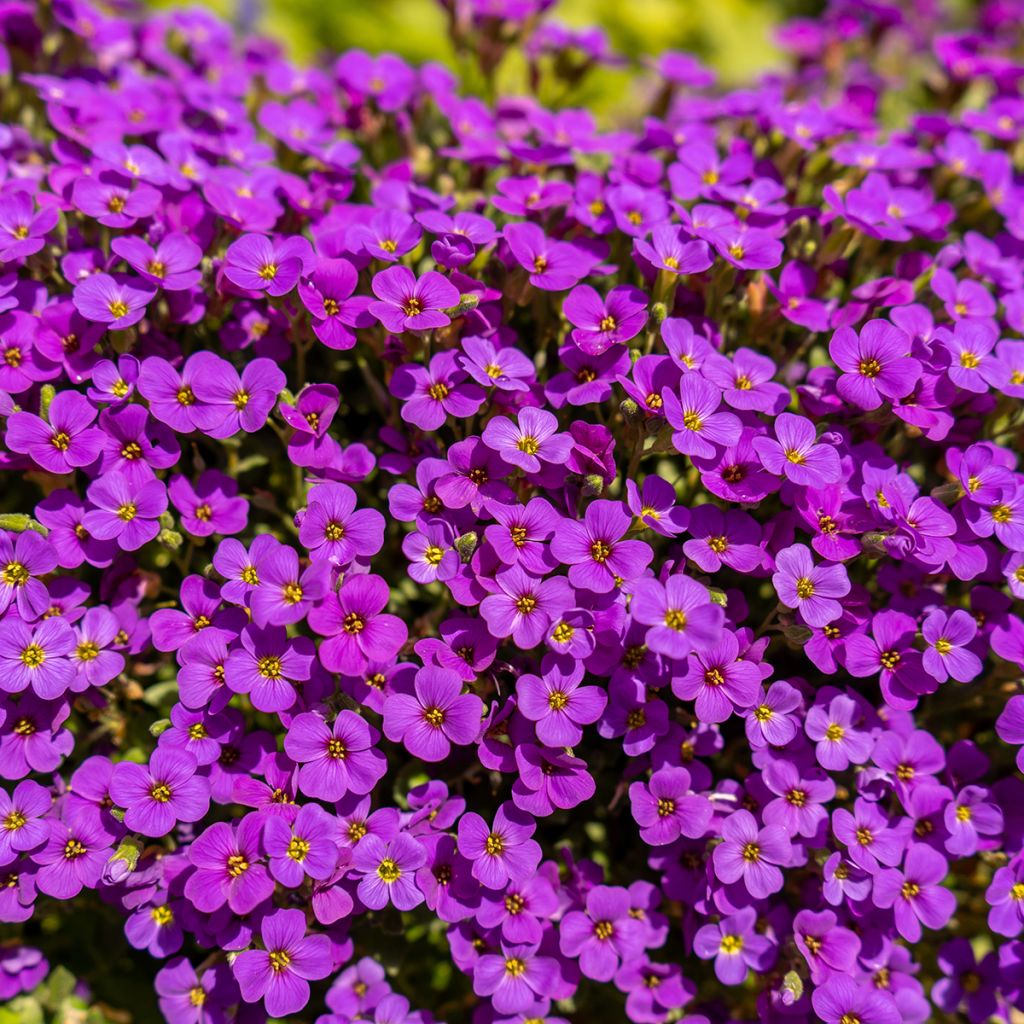 Tarharistikki Cascade Red