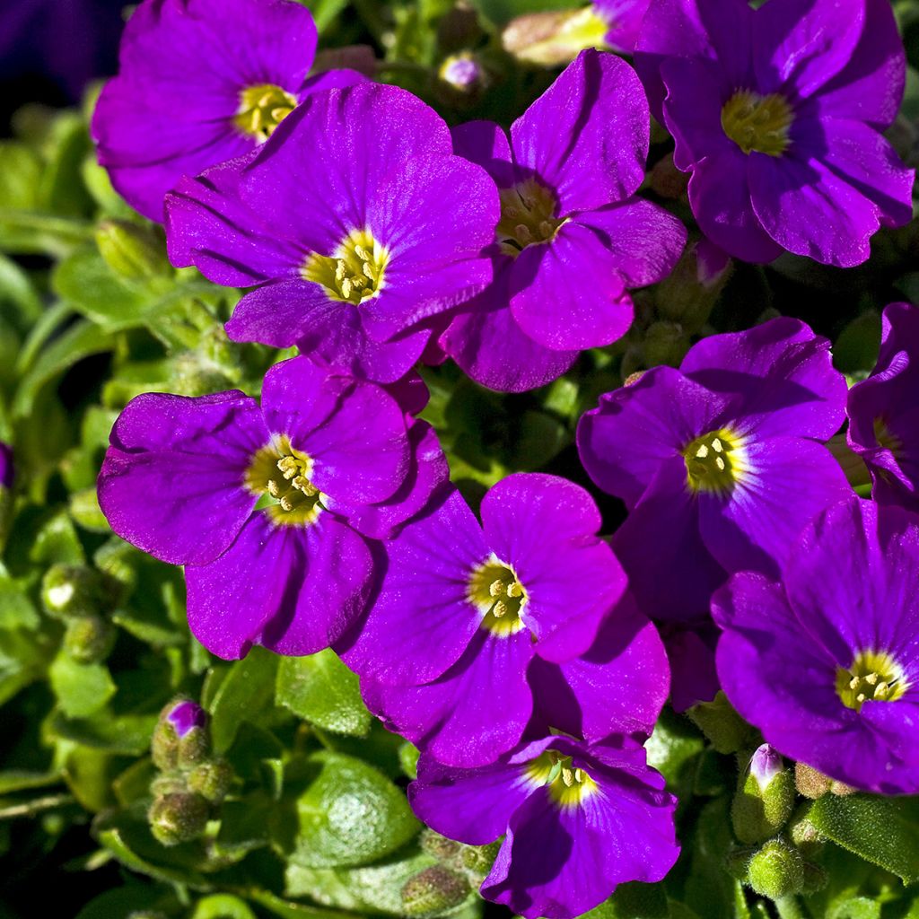 Tarharistikki Cascade Purple
