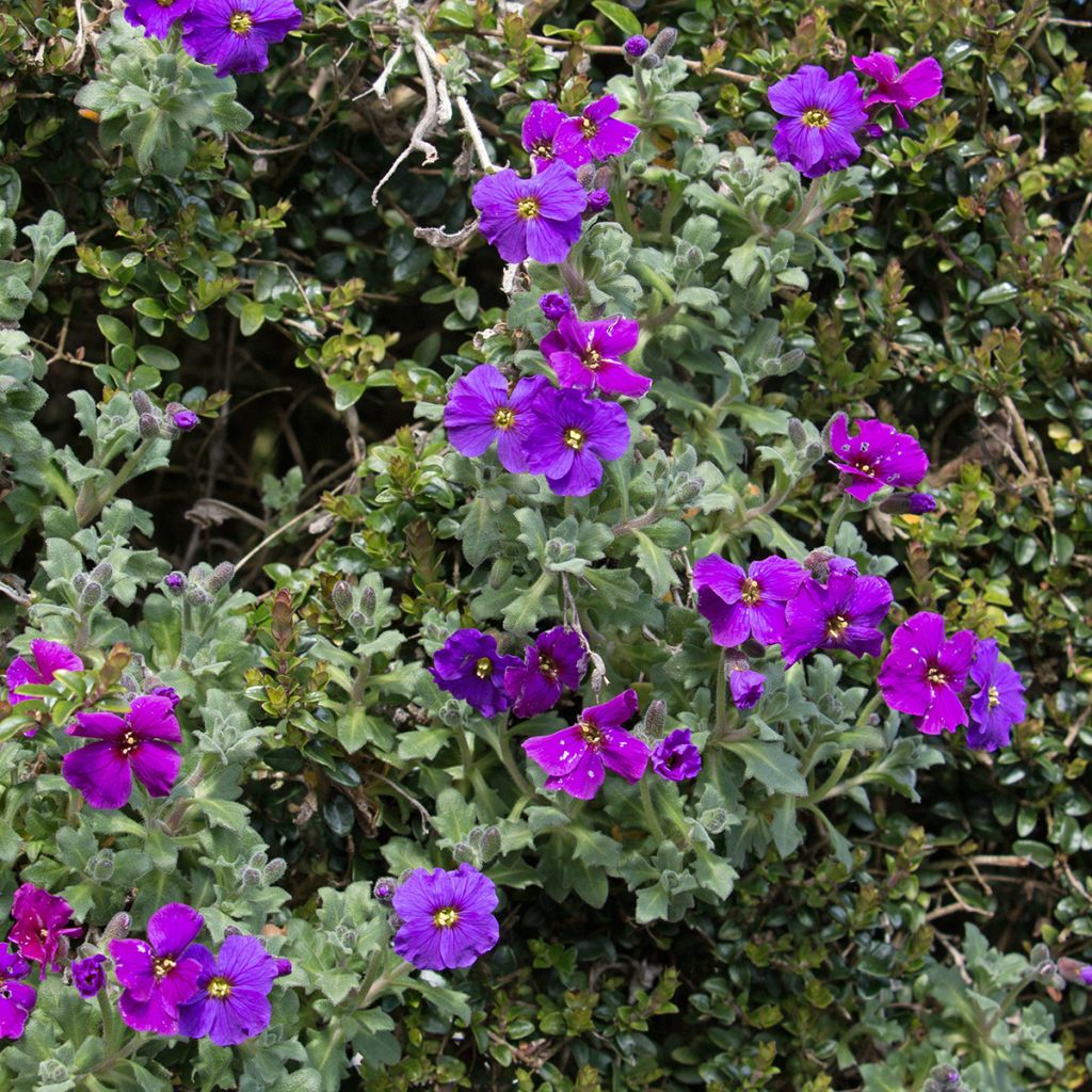 Tarharistikki Cascade Purple