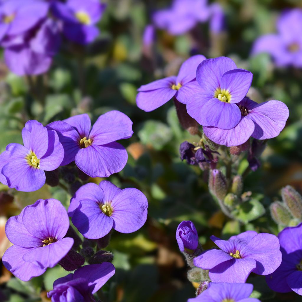 Tarharistikki Cascade Purple