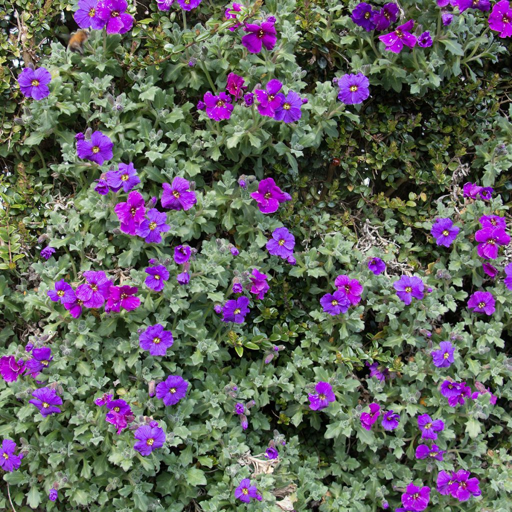 Tarharistikki Cascade Purple