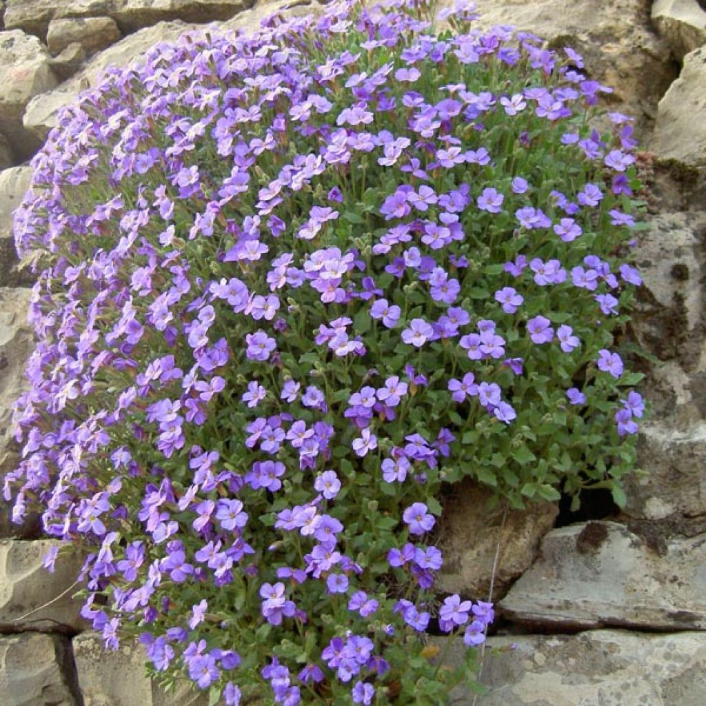 Ristikki Cascade Blue