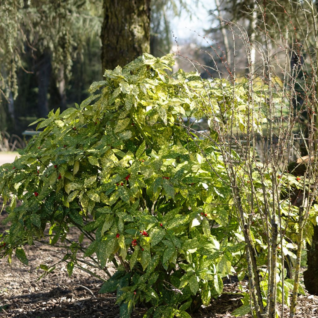 Kiiltopensas Crotonifolia