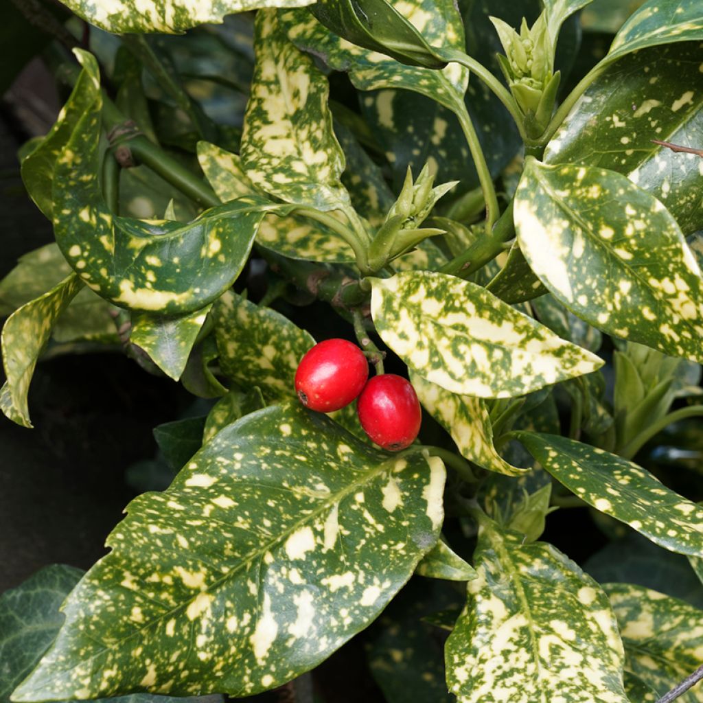 Kiiltopensas Crotonifolia