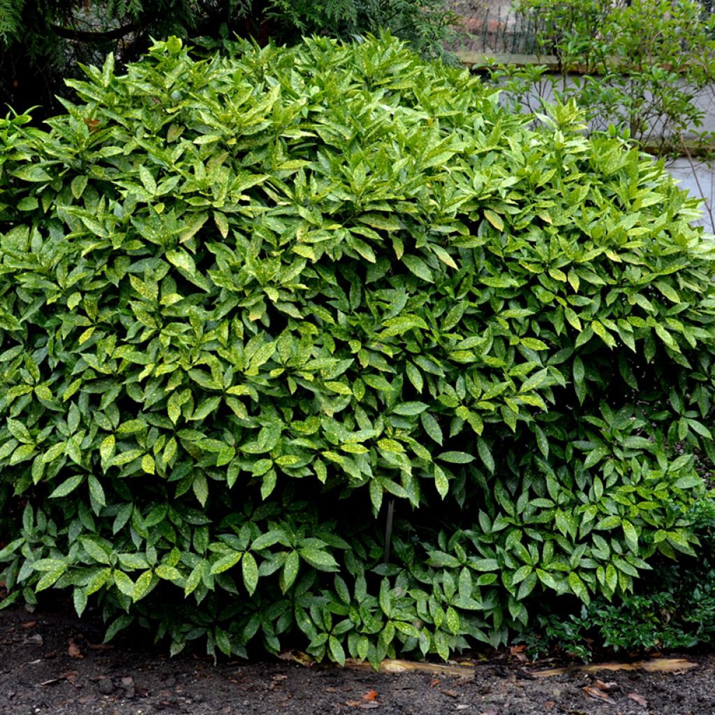 Kiiltopensas Crotonifolia