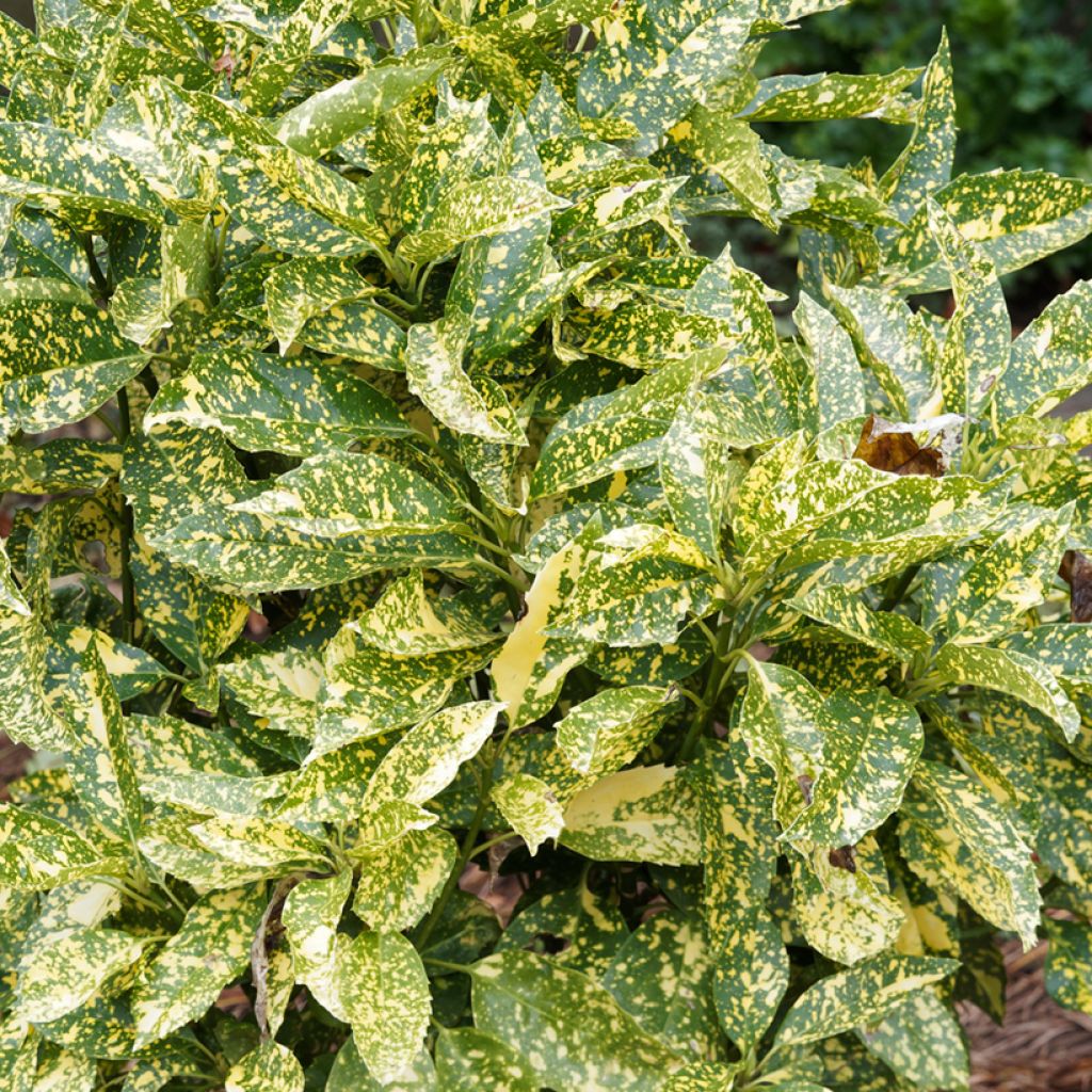 Kiiltopensas Golden King