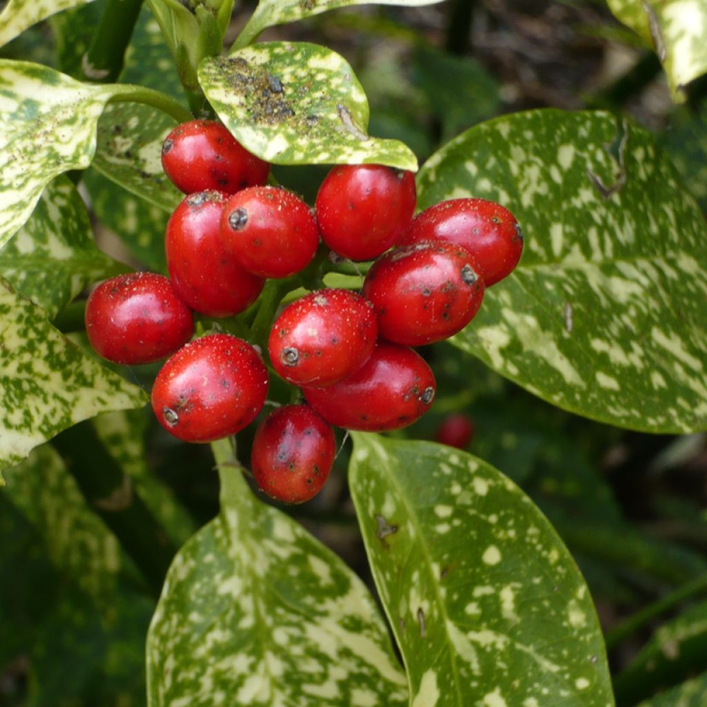 Kiiltopensas - Aucuba japonica