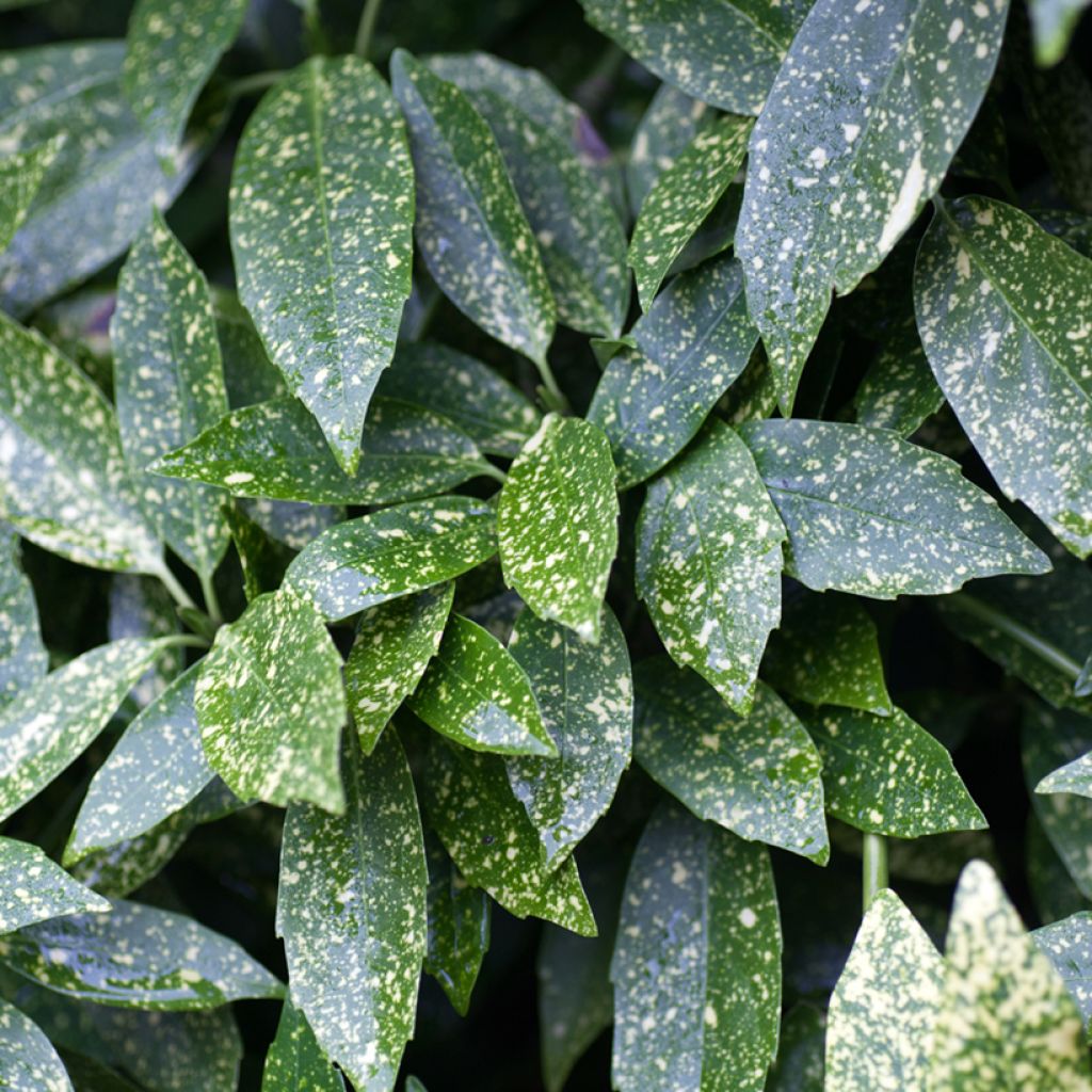 Kiiltopensas - Aucuba japonica