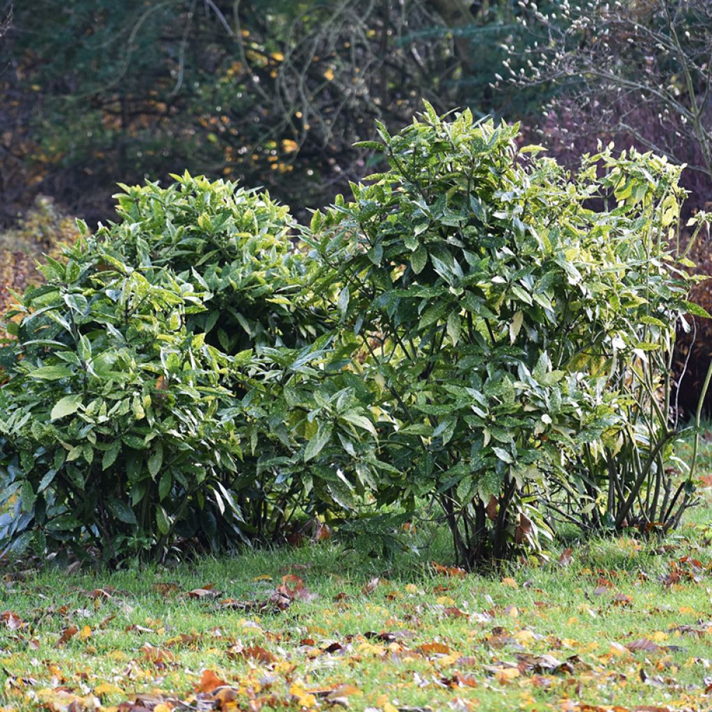 Kiiltopensas - Aucuba japonica