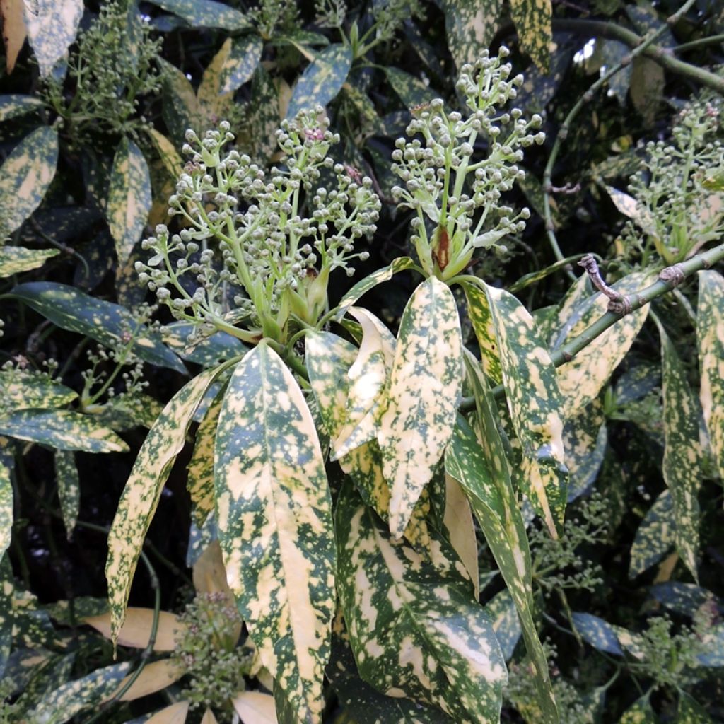 Kiiltopensas Variegata