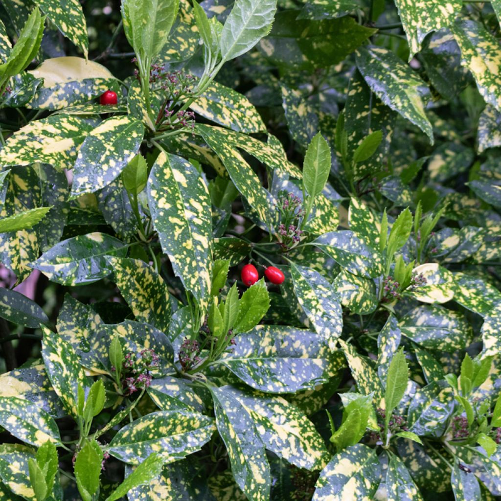 Kiiltopensas Variegata