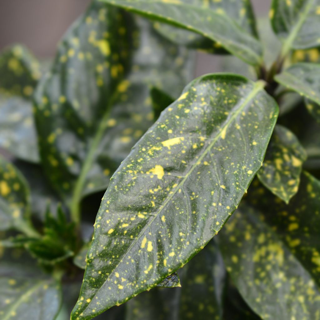 Kiiltopensas Variegata