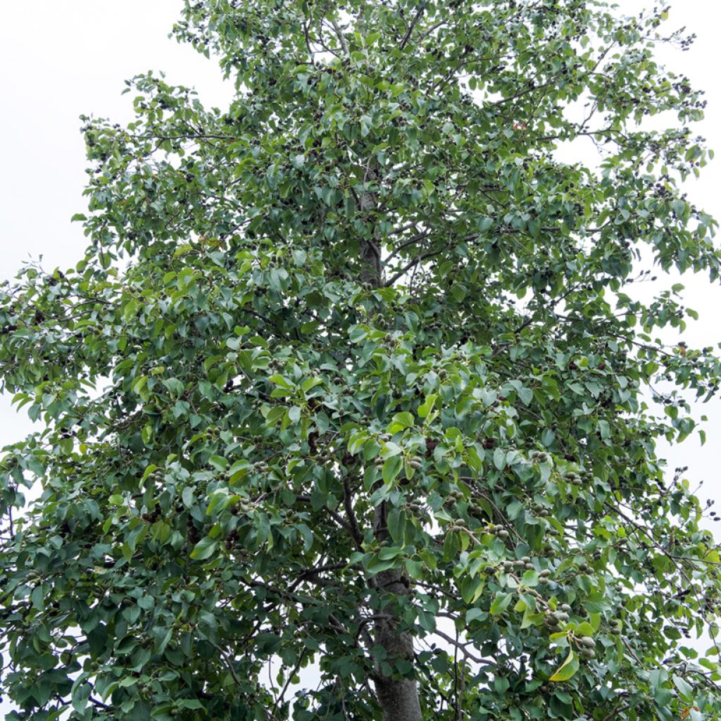 Harmaaleppä - Alnus incana