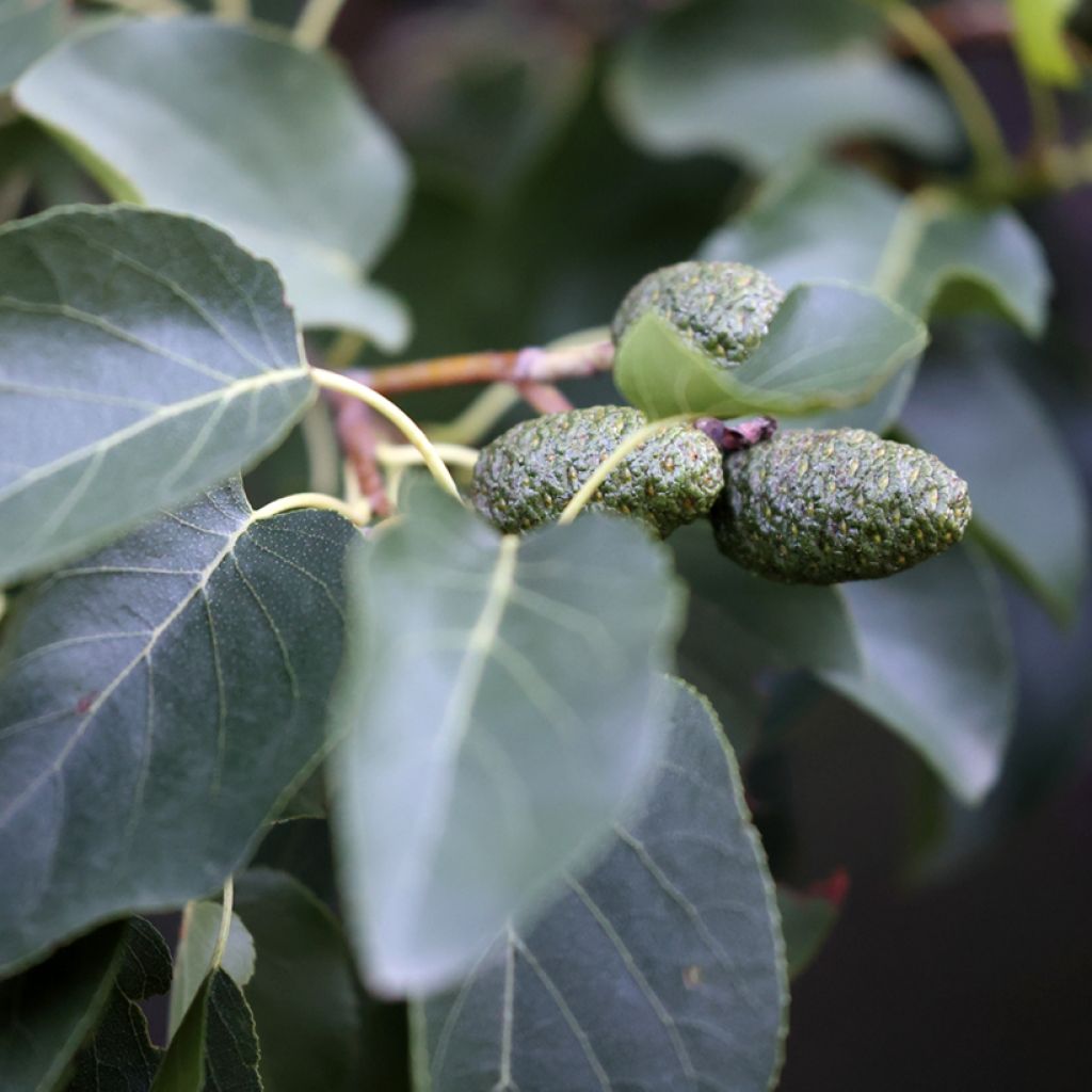 Lepä - Alnus cordata