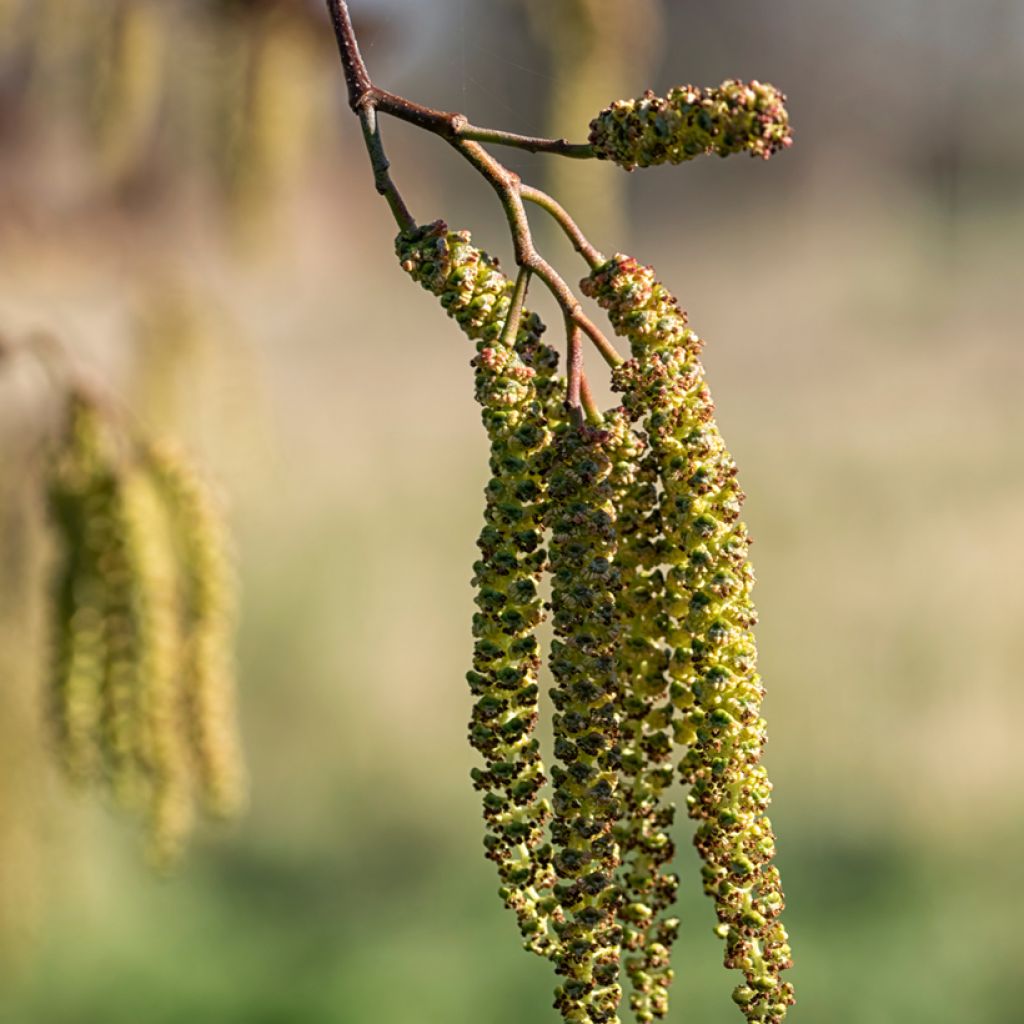 Lepä - Alnus cordata