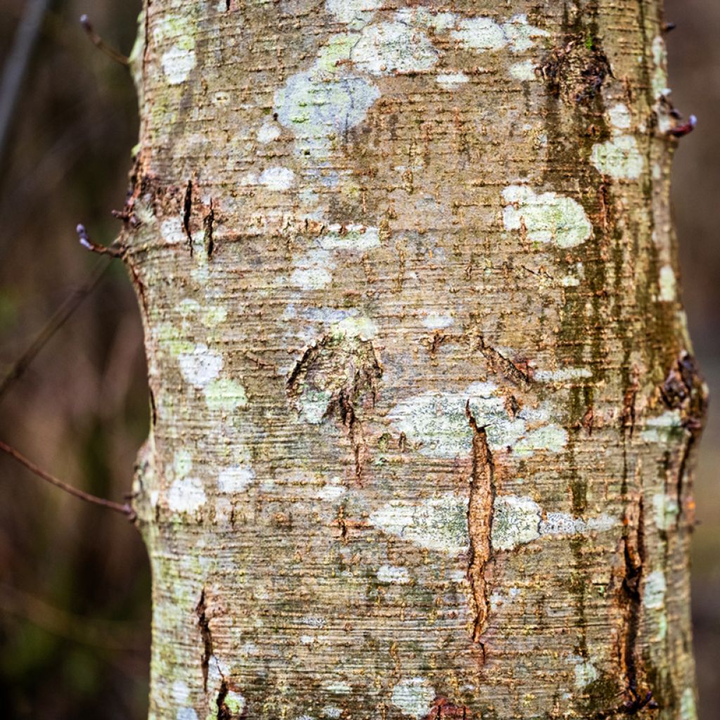 Lepä - Alnus cordata