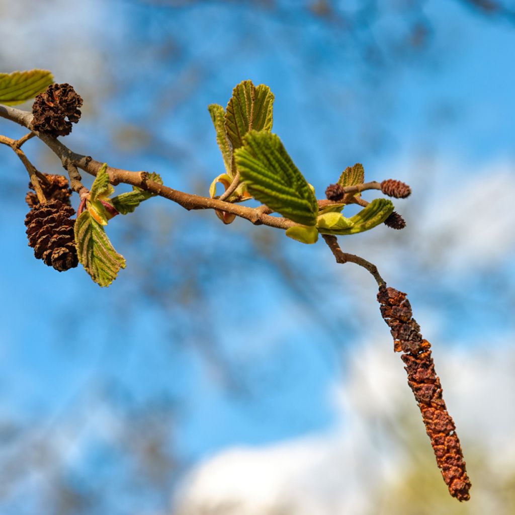 Lepä - Alnus cordata