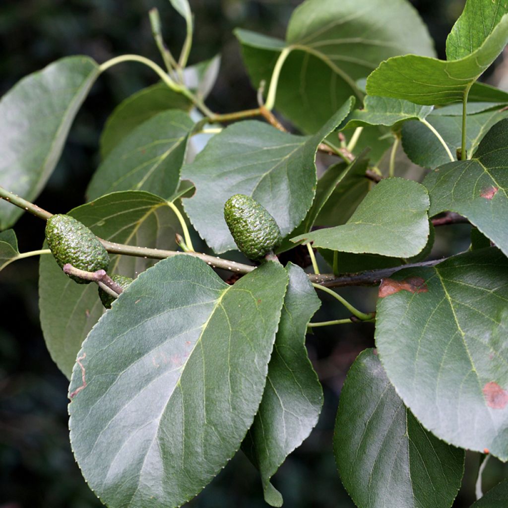 Lepä - Alnus cordata