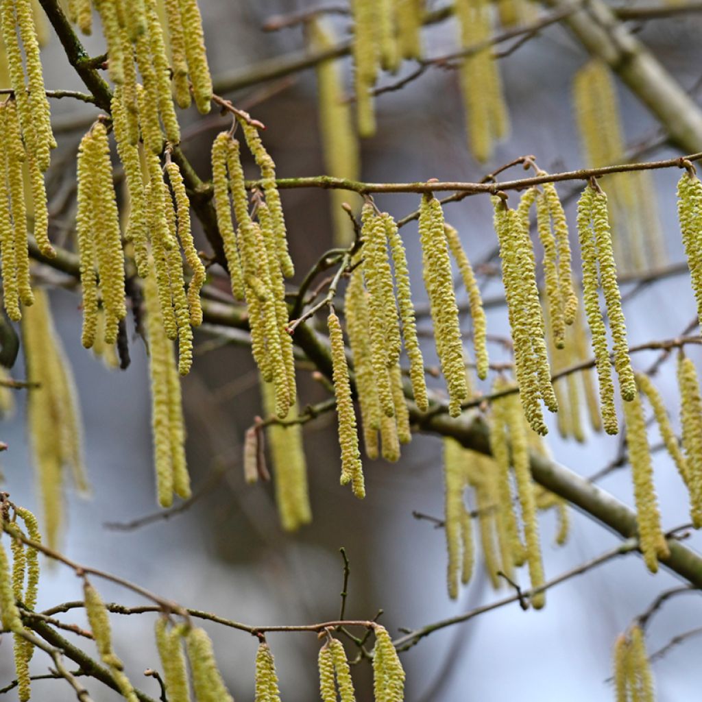 Tervaleppä - Alnus glutinosa
